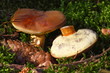 Braunkappe,