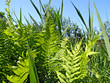 fern