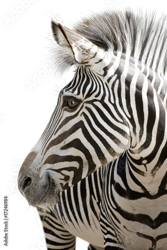 Photo: Zebra 001 Zebra 001