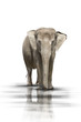 Elefant  001