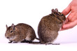 Zwei Degus