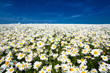Margeriten V