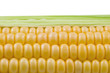 Closeup of corn cob isolated