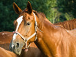 Horse portrait, the horse is listening.