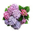 Colorful hortensia bush