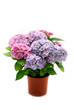 Foto: Hortensia bush in the pot Hortensia bush in the pot