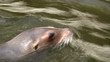 Sea lion Sea lion
