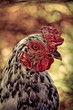 Photo: chicken chicken