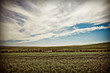 Photo: field field
