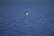 flamant rose