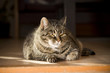 Big cat