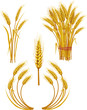 Wheat