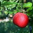 Pomme rouge