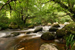 Forest Stream