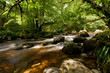 A Woodland Stream