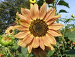 red sunflower 1