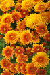 Background of fresh orange chrysanthemum