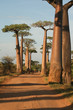 Allée des baobabs