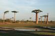 Allée des baobabs