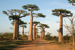 Allée des baobabs