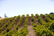 Vineyard with rows of vines in the foothills