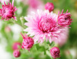 Chrysanthemum