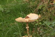 Messico e Funghi