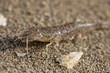 crevette grise (Crangon crangon)