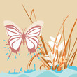 butterfly and meadow