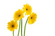 Gelbe Gerbera