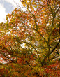 Fall