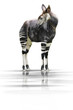 Okapi 001