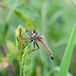 Insect hunter, Machimus rusticus