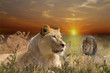 Löwe 003