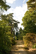 Woodland path