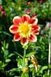 Red and yellow dahlia