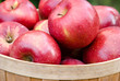 Apples in a Basket Apples in a Basket