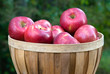 Apples in a Basket Apples in a Basket