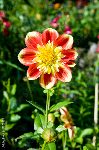 Photo: Red and yellow dahlia Red and yellow dahlia