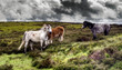 Wild Horses in the Brecon Beacons, Wales
