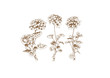 geranium