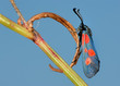 The butterfly Zygaena filipendulae The butterfly Zygaena filipendulae