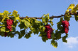 Foto: Weinreben Weinreben