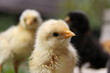chicken portrait I