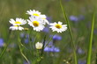 camomile