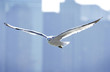 Photo: Seagull Seagull