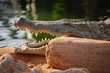 crocodil du nil