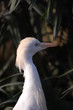 aigrette