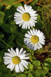 three flowers of daisy