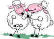 romantic sheep